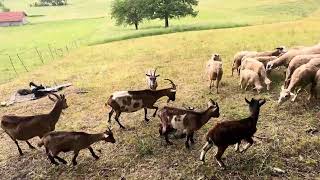 Subscribe - Heard of sheep and goats on a meadow - Koze i ovce na ispaši 2026