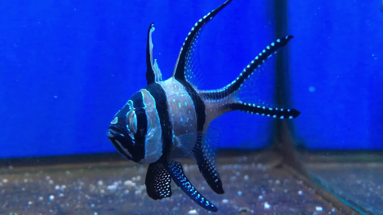 Advanced Aquarium Consultancy YouTube