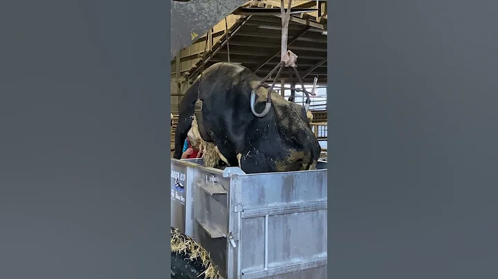 transportation of the cow and treatment with hot water - DayDayNews