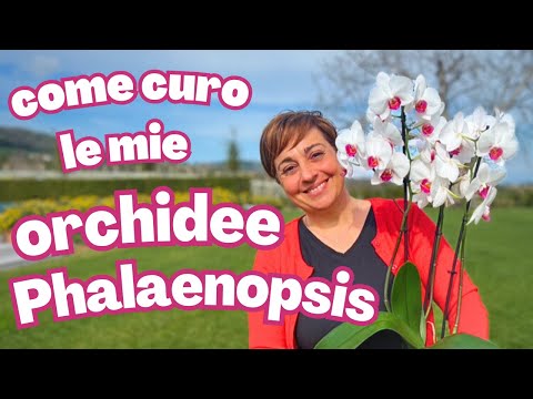 Video: Le orchidee phalaenopsis dovrebbero essere appannate?