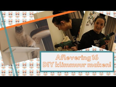 Afl. 16:  DIY Klimmuur maken. Maak low-budget een klimmuur voor katten!