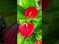 Relaxing nature video with flowers  🌸  | Nature 🍃 | Music | Calm | Stress Relief | Calm | Happy