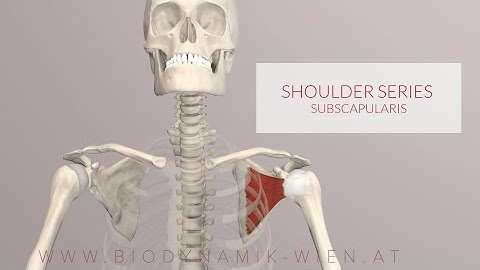 Subscapularis: Shoulder Series, Part 9 (3D Animation)