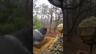 Fancy The Junco Pushed Out By Bjorn The Red-Bellied Woodpecker