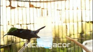 masteran kolibri ninja (konin) full tembakan paling dicari