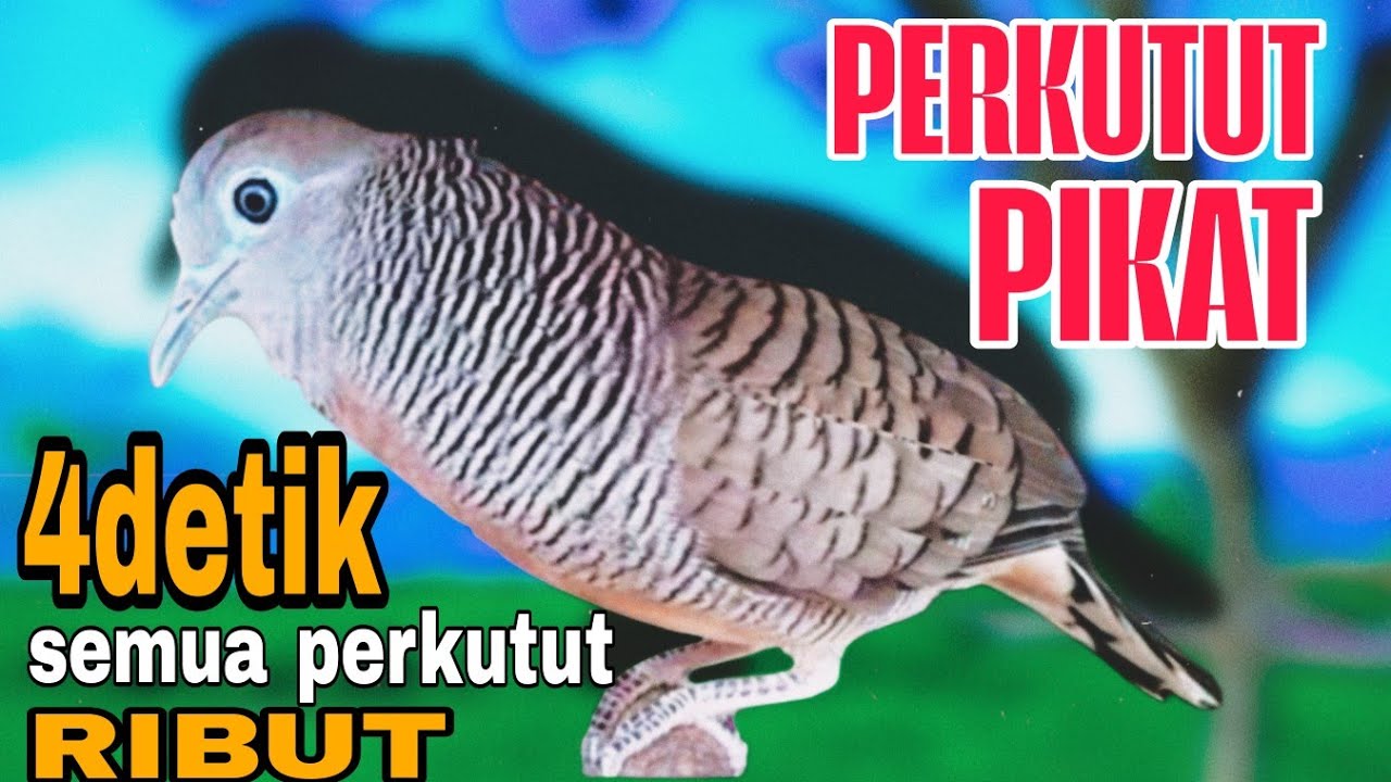 Perkutut lokal gacor pancingan manjur