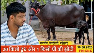 20 किलो दूध और 1 किलो घी की झोटी || MANJEET KADIPURI, MAHENDERGARH