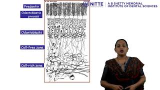 Pulp Dentin Complex