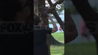 Cherry blossoms reach peak bloom at Fort McHenry