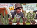 ¿Como trasplantar Cactus?🌵 Así fue como lo hice con mis Cactus más grandes| Cattu!