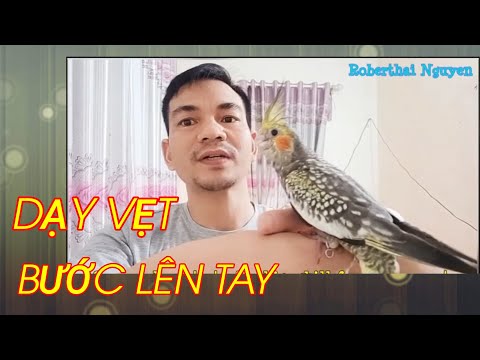 Video: Cách Làm Con Vẹt Ra Khỏi Lốp Bằng Tay Của Chính Bạn