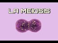 La MEIOSIS | Explicación Sencilla