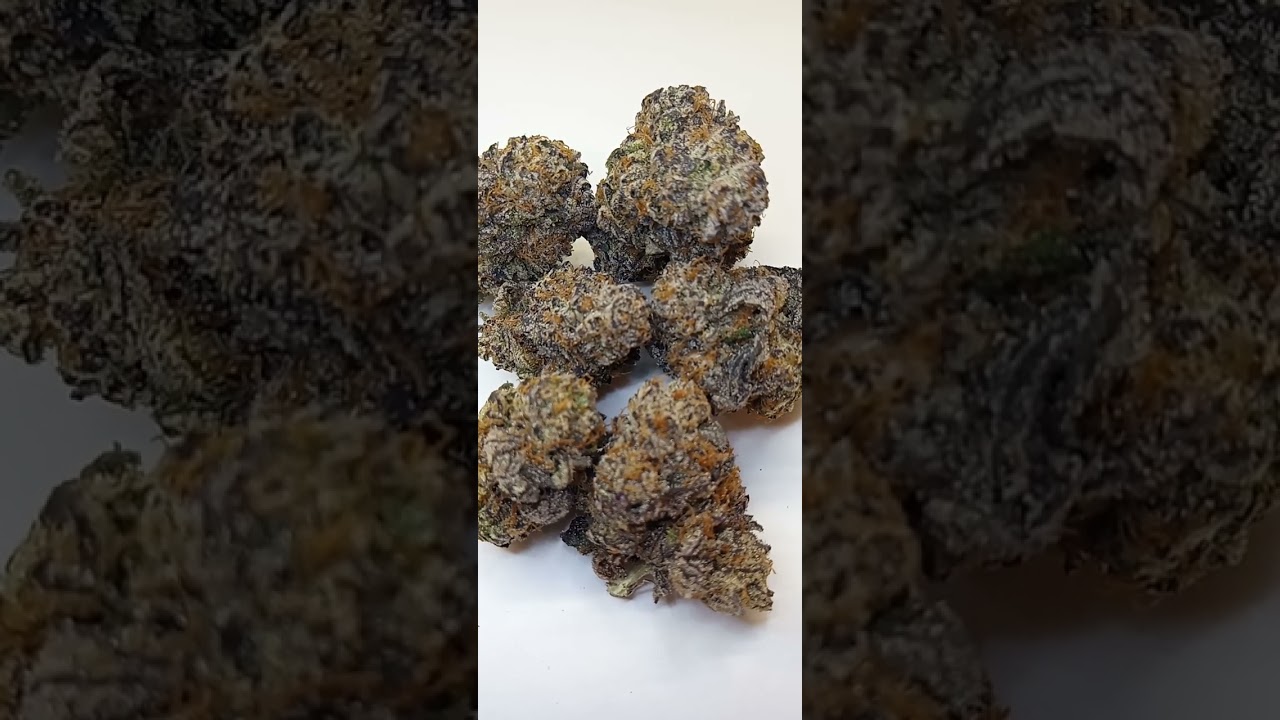 Gelato Cake Cannabis strain review/W Dr. Greenbody