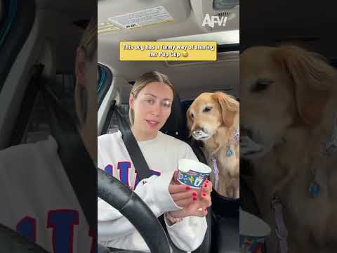 Golden Retriever tries a Pup Cup and it gets messy #funny #dogs 1 Golden Retriever tries a Pup Cup and it gets messy #funny #dogs