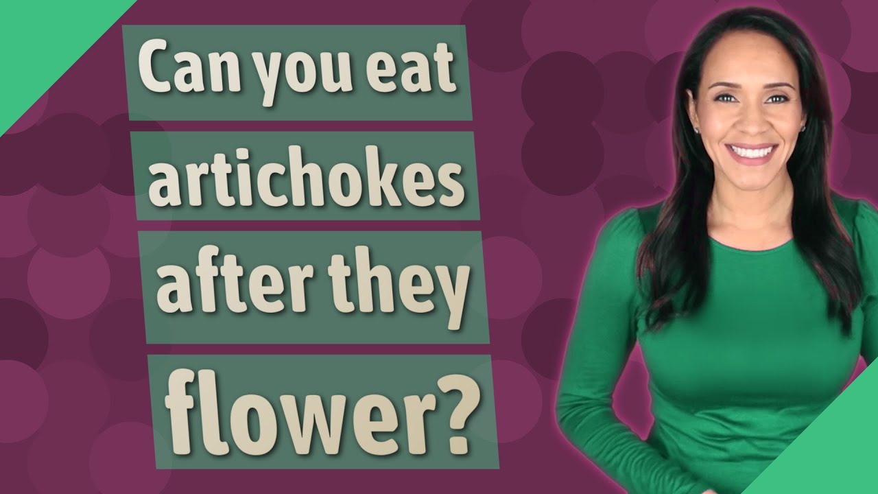Can you eat artichokes after they flower? YouTube