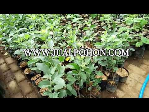 Bibit Tanaman Buah Apel Anna Valid Kualitas Super