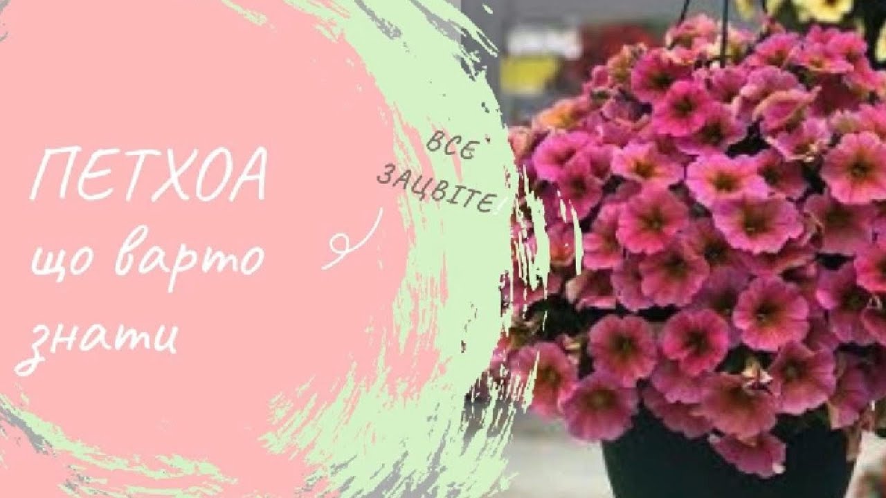 ПЕТХОА! Що варто знати