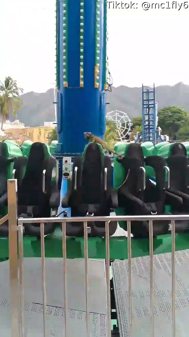 Iguana Tests Out Carnival Ride || ViralHog
