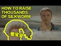 How to Raise Thousands of Silkworm (Modern Chinese Sericulture)