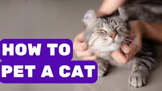 How to Properly Pet a Cat -The Ultimate Guide! Avoid These Mistakes!
