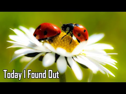 Video: Why Did People Worship Ladybugs