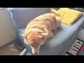 いつもの体勢でお出迎えするオイヌ様(雑種犬)