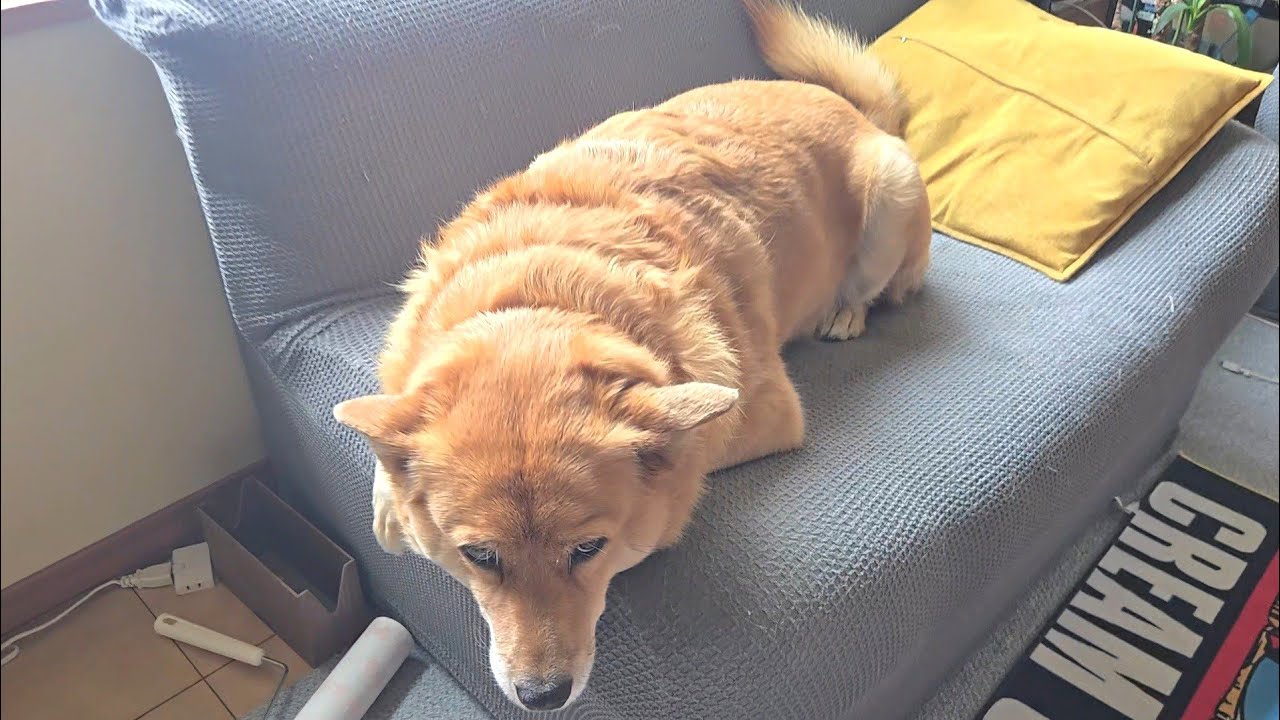いつもの体勢でお出迎えするオイヌ様(雑種犬)