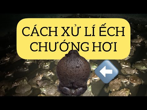 Ếch chướng hơi, nguyên nhân ếch bệnh và cách trị bệnh cho ếch