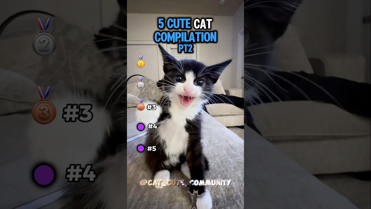5 Cute cat compilation (Pt2)
