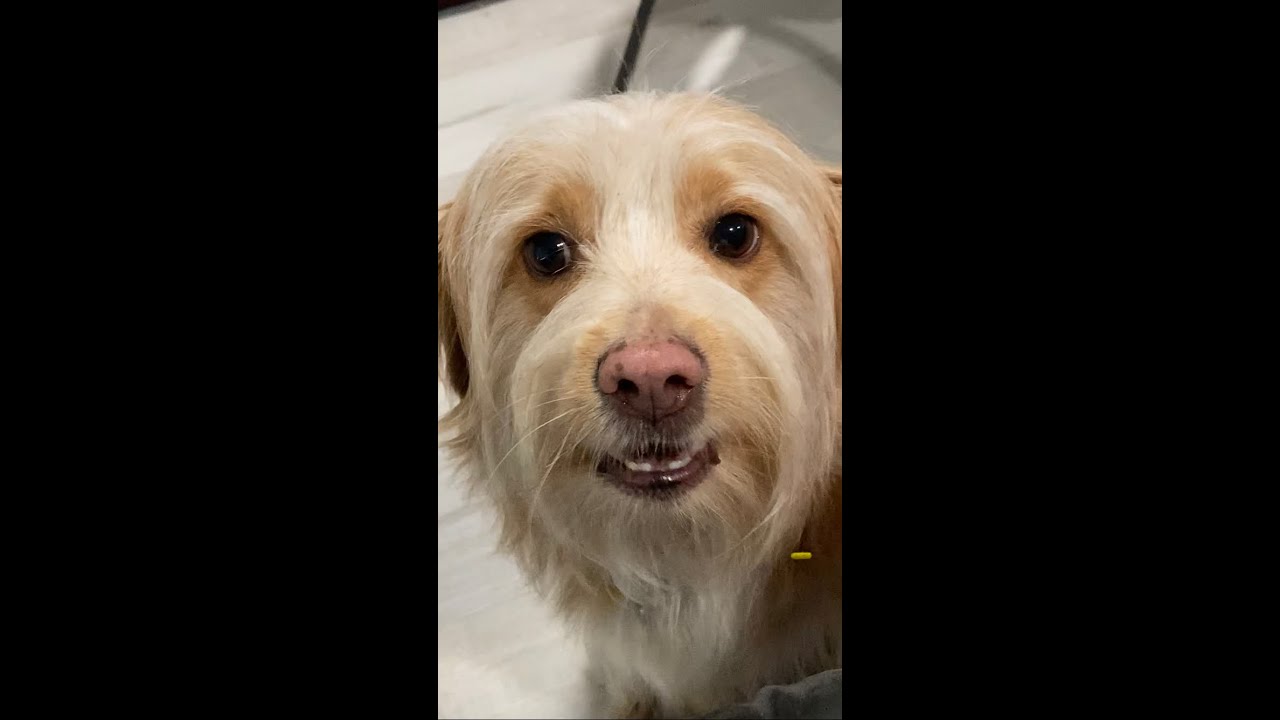 Trader Joe s Cheeseburger Flavored Dog Treats YouTube trader-joe-s-cheeseburger-flavored-dog-treats-youtube