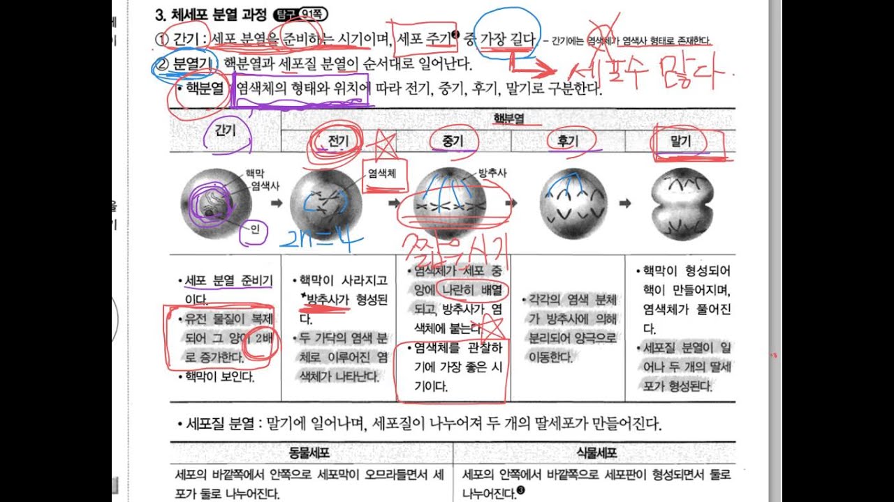 체세포 분열 식물 세포 대 동물 세포