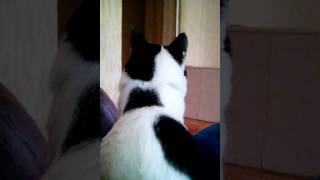 Кайфкотик