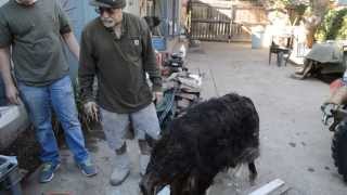 Converting Bush Pig to A European Boar (Part 1)