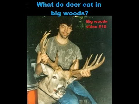 What do deer eat in big woods?