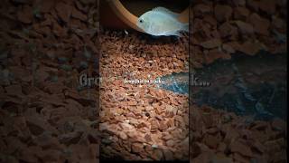 Population Growth Exceeds Expectations 📈 #fishkeeping #fishkeepinghobby #aquanaticsjantaparty