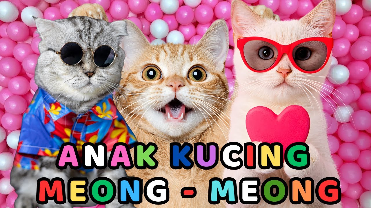 kucing lucu - KUCING PERSIA PUTIH KUCING PERSIA LUCU 