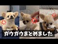 ガウガウ動画まとめました【ペキチワのピノ】