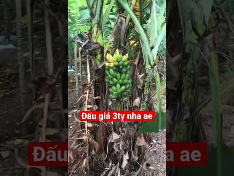 Video Chuối - youtube