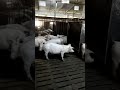 Содержание свиней. Свинокомплекс Pig Farm Ольгинка Украина