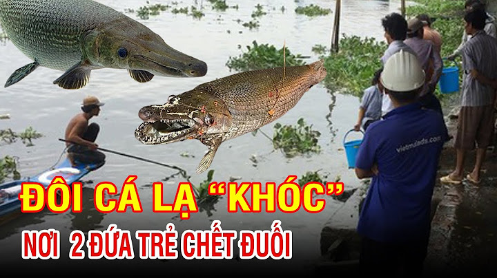 Cá giấu đầu lòi đuôi là cá gì năm 2024