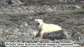 A Young Polar Bear Encounter - He wasn't Sure About Us!