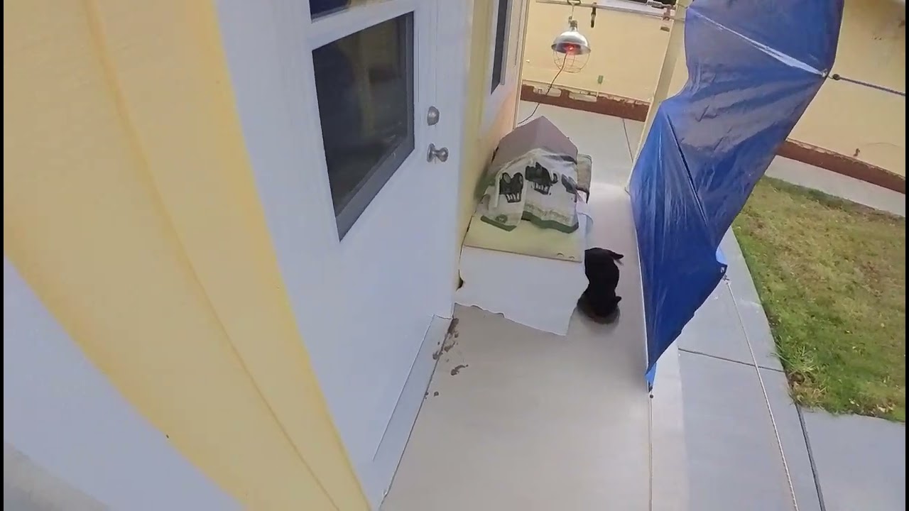 Черная кошка