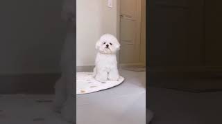 Funtime with cute bichon fries puppy 😅