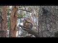 Тюмень, обзор «Гилевская роща»! Белочки 🐿️ красавицы. Гуляем 🤗