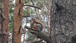 Тюмень, обзор «Гилевская роща»! Белочки 🐿️ красавицы. Гуляем 🤗