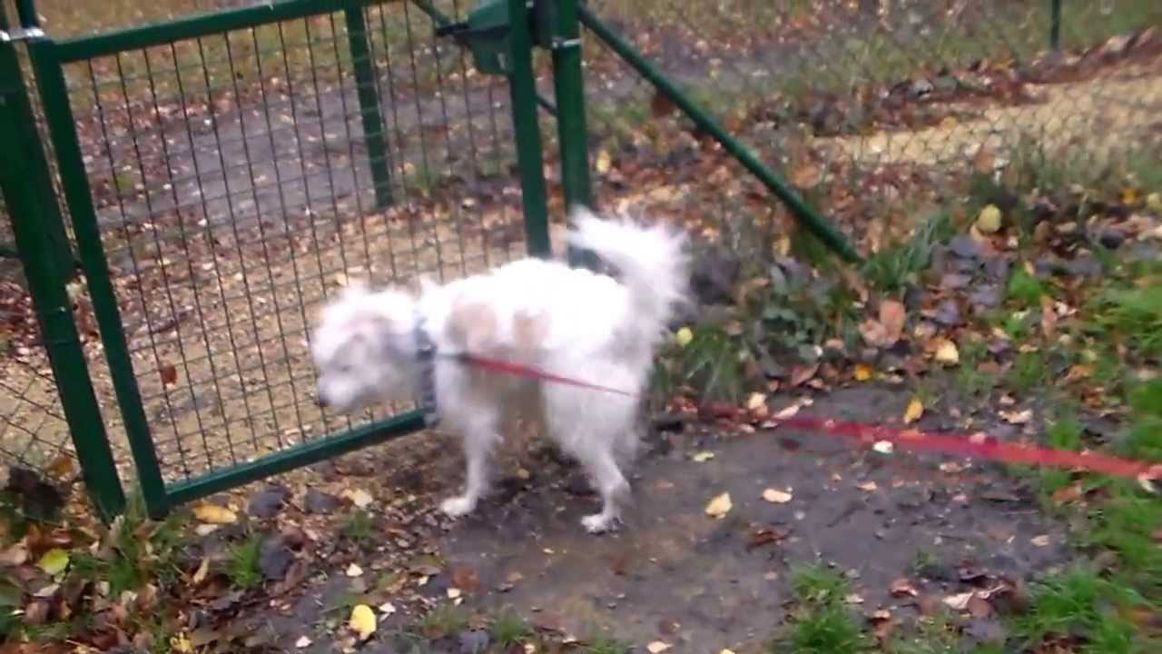 famille adopte un chien ) YouTube