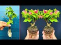 Super  beautyful tree planting  breeding plants in water roots grow too fast
