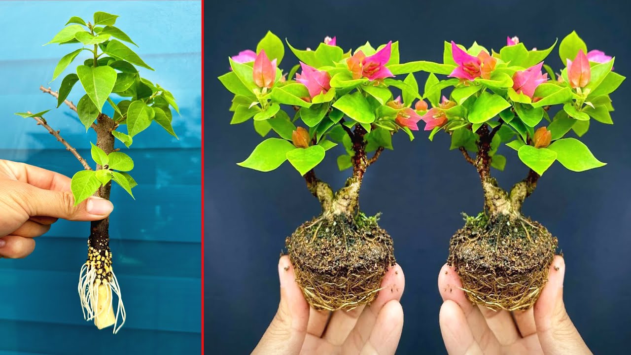 СУПЕР КРАСИВАЯ посадка деревьев. Разведение растений в воде, корни растут слишком быстро