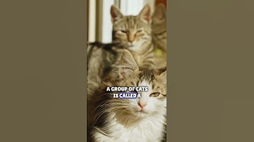 Unveiling the Enigmatic World of Cats!