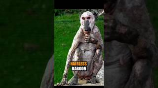 Animals Without Hair